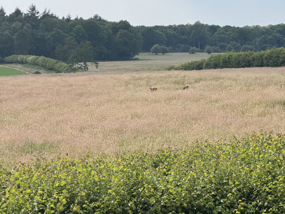 A field with grass and wildlife at Beech in Elcot near Kintbury
