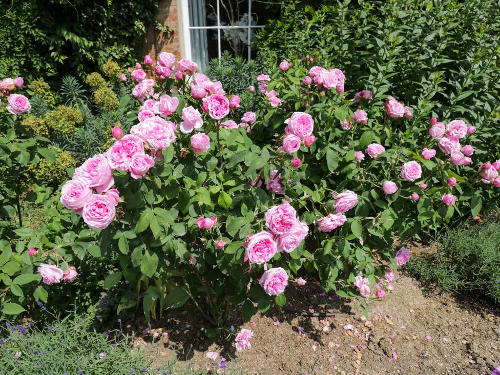 A garden with pink roses at Hazel in Elcot near Kintbury