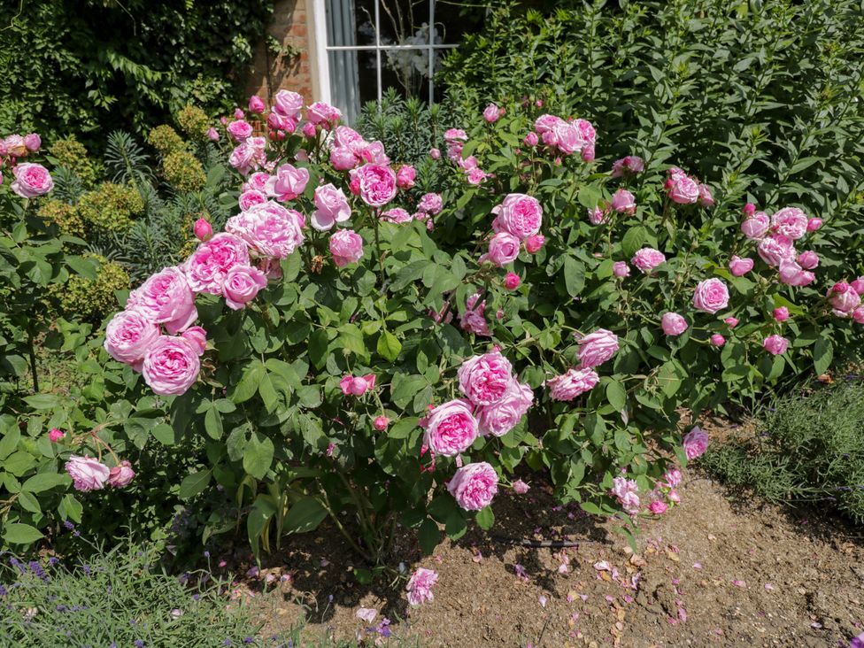 A bush of pink roses in the garden at Cedar, Elcot near Newbury