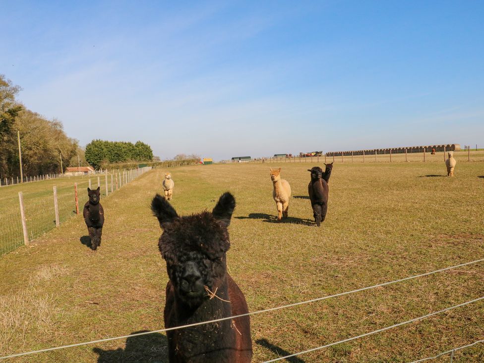 Alpaca Lodge - Lincolnshire - 1171026 - thumbnail photo 25