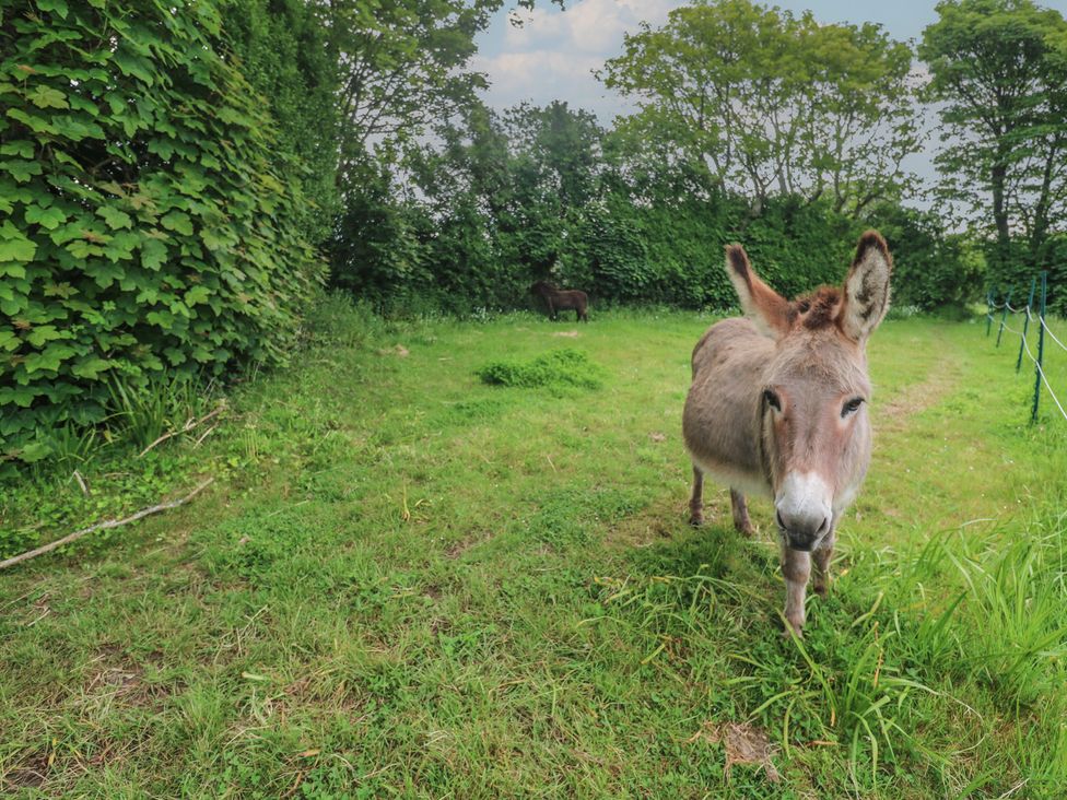 The Stable - Cornwall - 1171177 - thumbnail photo 25