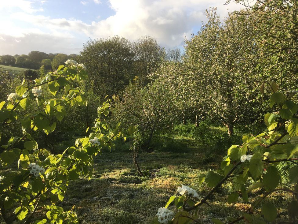 A view of trees and flowers in a field at Coombe Barn Cusgarne