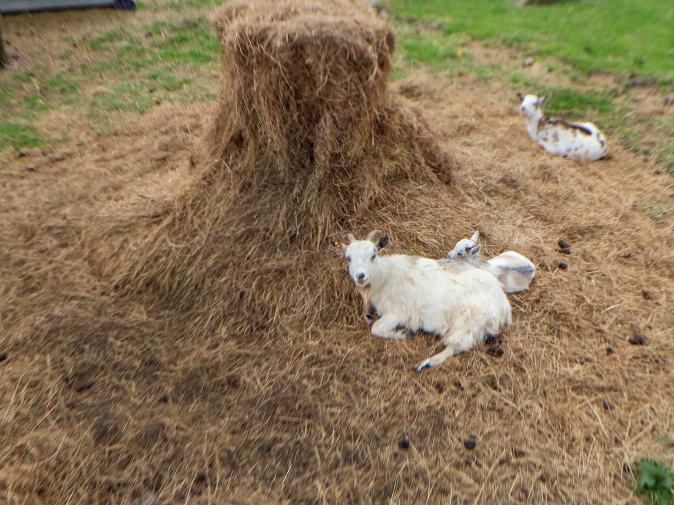 Sprinks Farm - Peak District & Derbyshire - 1171203 - thumbnail photo 47