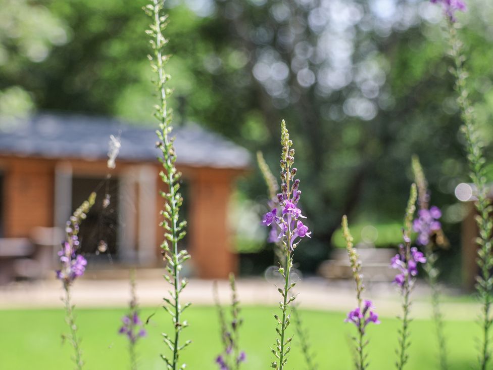 A garden with purple flowers and a wooden cabin at Roe Deer Lodge Littlebeck near Sleights