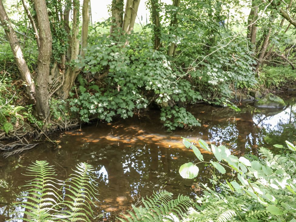 A stream surrounded by trees and ferns at Roe Deer Lodge in Littlebeck near Sleights