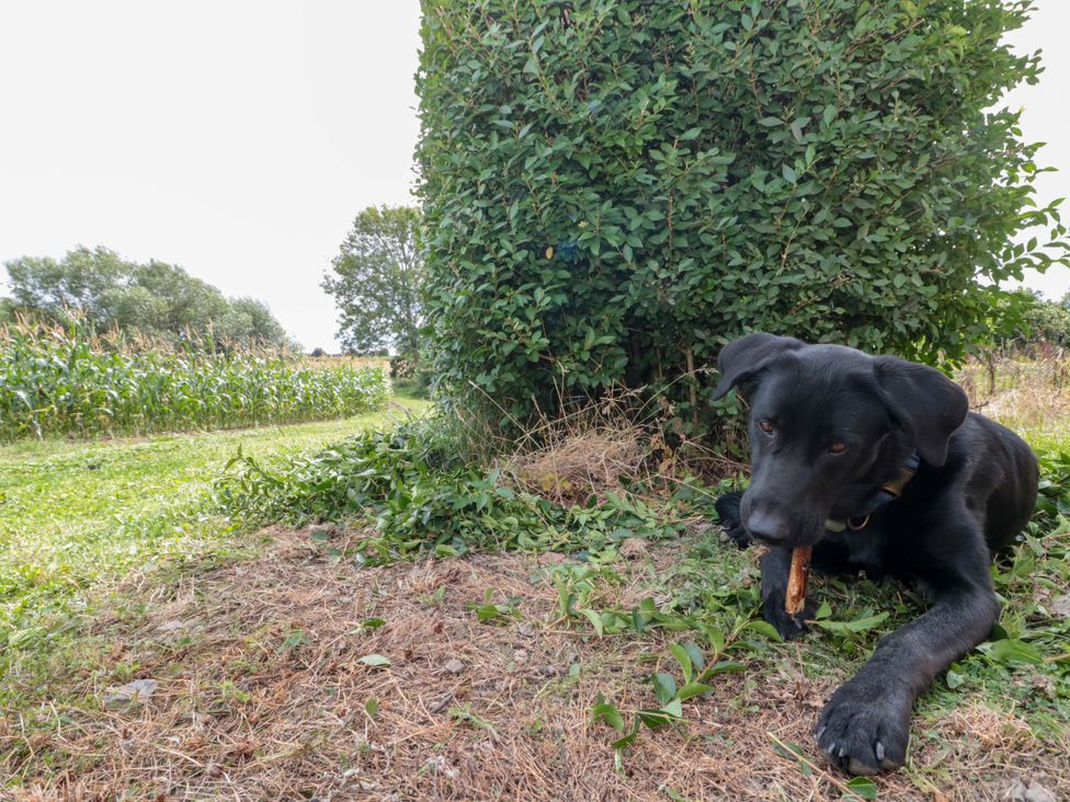 A dog chewing a stick near a bush at The Cosy Caravan in Islebeck near Thirsk