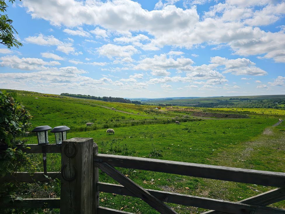 A view of sheep in a field from a gate at Petty Knowes Cottage Rochester near Otterburn