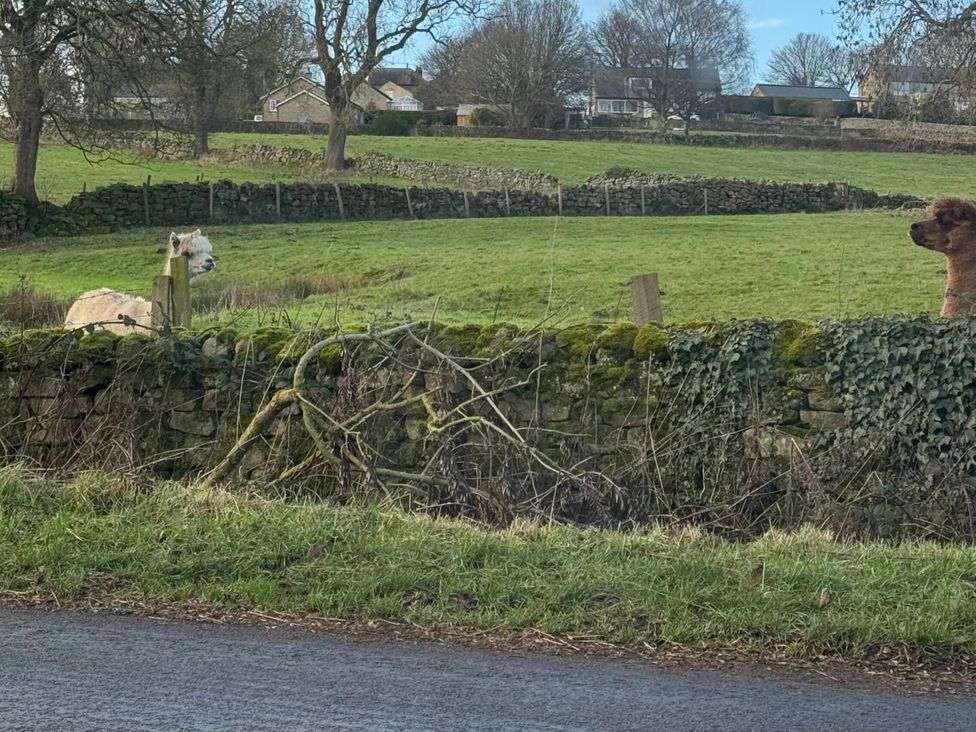 An alpaca and a horse near a stone wall in a field at Johns Cottage in Harrogate