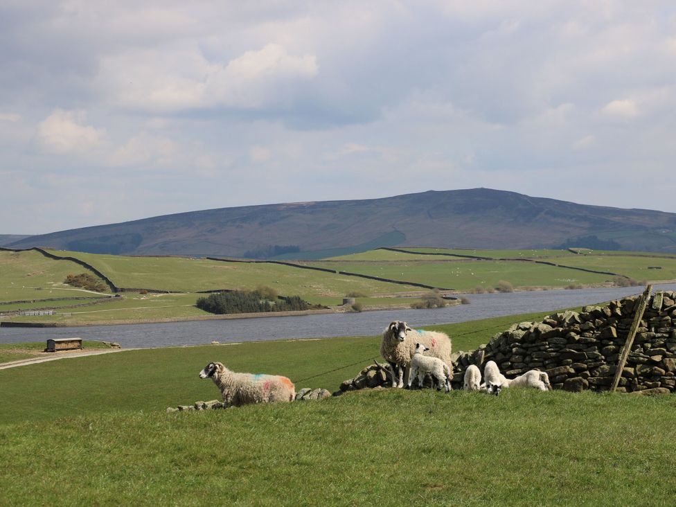 A scenic landscape with sheep by a lake at Johns Cottage in Hampsthwaite