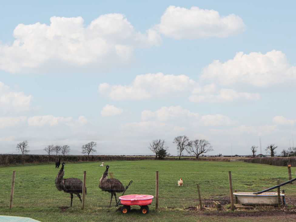 A field with emus, a chicken, and a wheelbarrow at The Nook in 