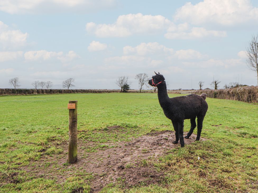 An alpaca standing in a field next to a signpost
