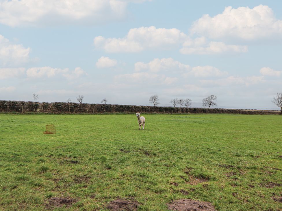A sheep in a green field with trees and a blue sky at The Nook in 
