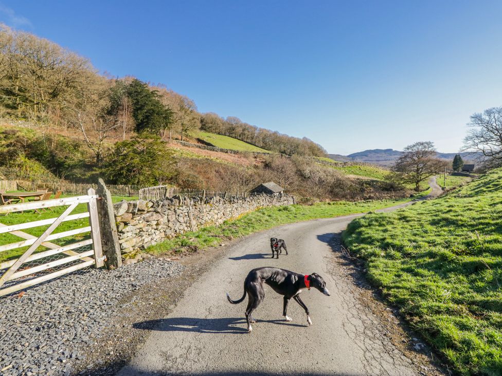 Two dogs on a road near a gate at High Ickenthwaite Farmhouse in Ulverston