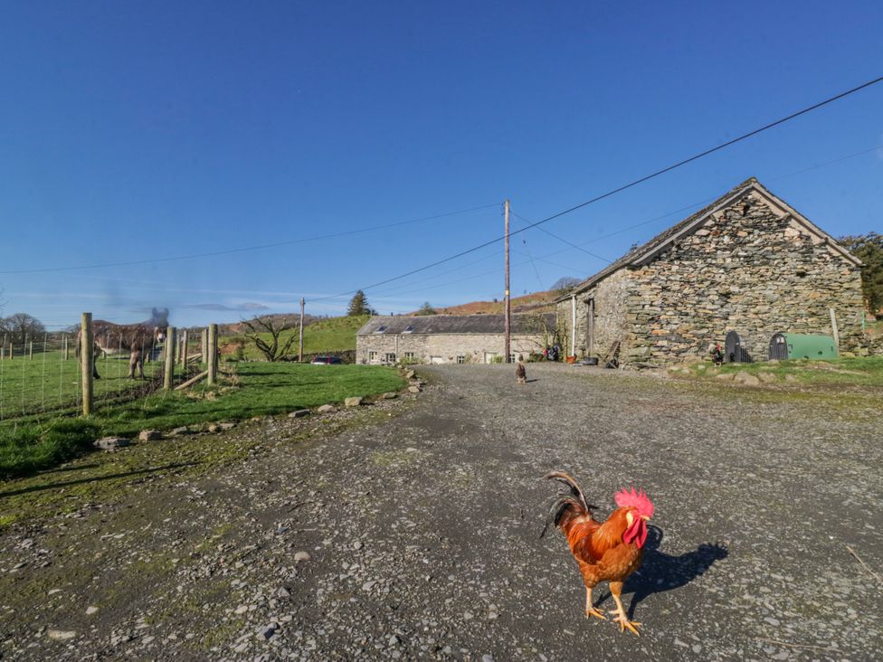 A rooster walking on gravel path in front of stone buildings at High Ickenthwaite Farmhouse Ulverston