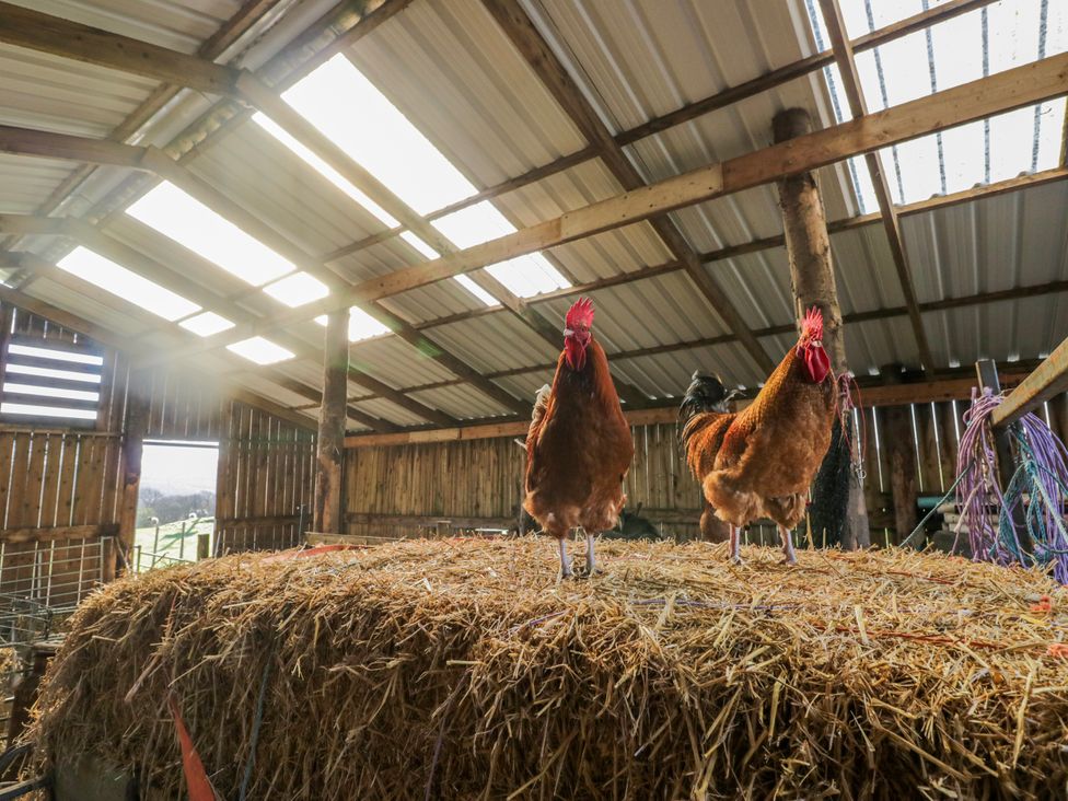 Two hens standing on a straw stack in a barn at High Ickenthwaite Farmhouse in Ulverston