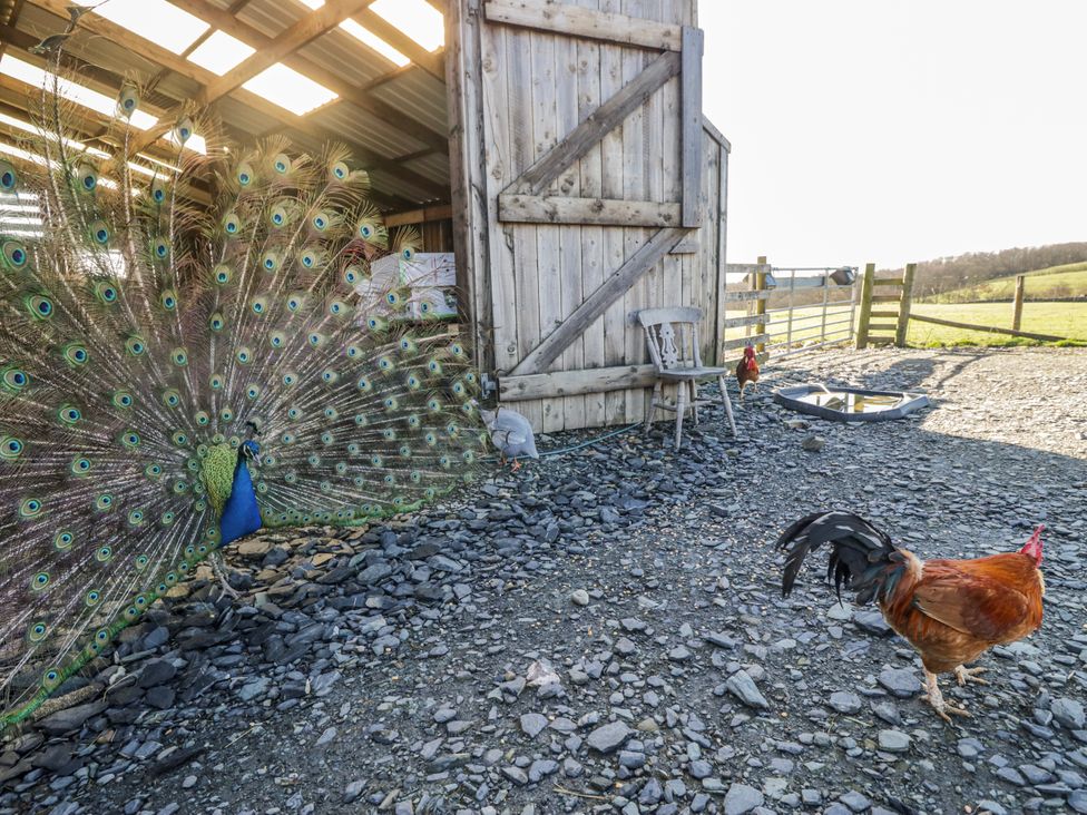 A peacock and rooster near a barn at High Ickenthwaite Farmhouse in Ulverston