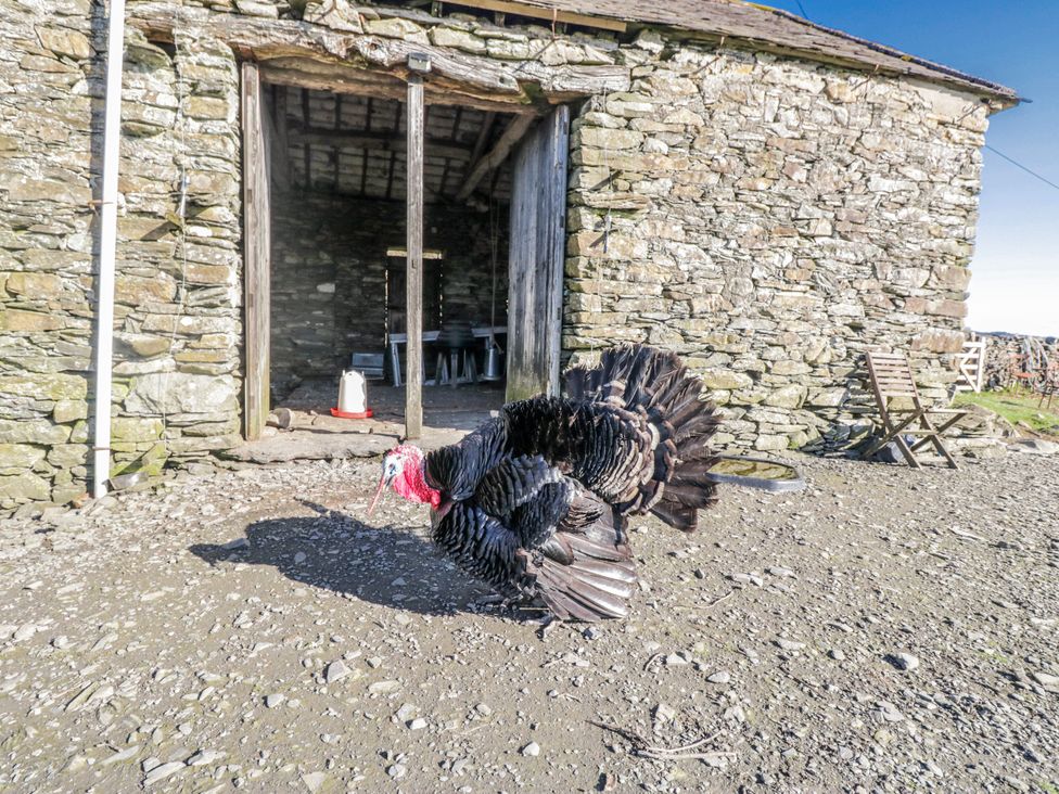 A turkey in front of a stone building at High Ickenthwaite Farmhouse in Ulverston