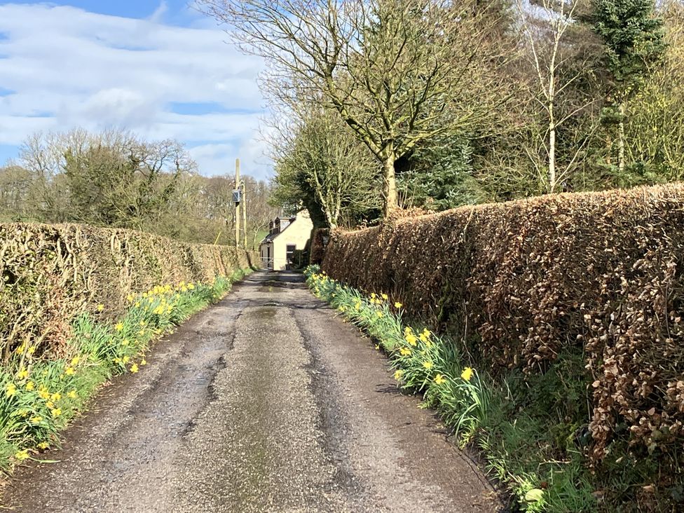 A country lane with hedges and daffodils leading to a house at The Steading in Castle Douglas
