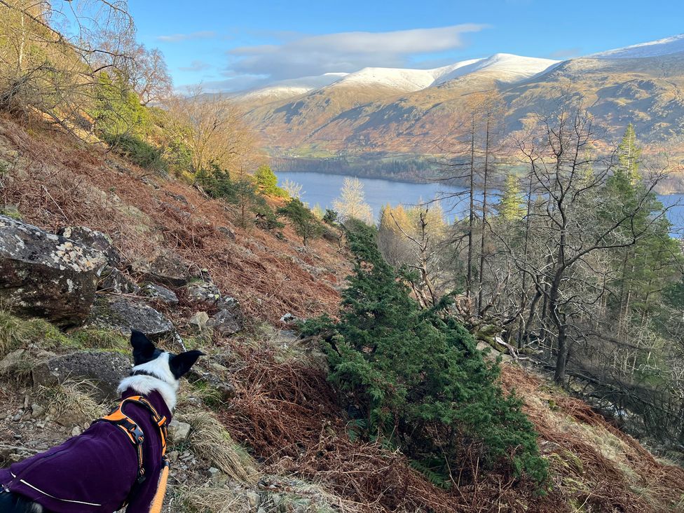 A dog looking at a lake and mountains at Two West End in Bowness-On-Windermere