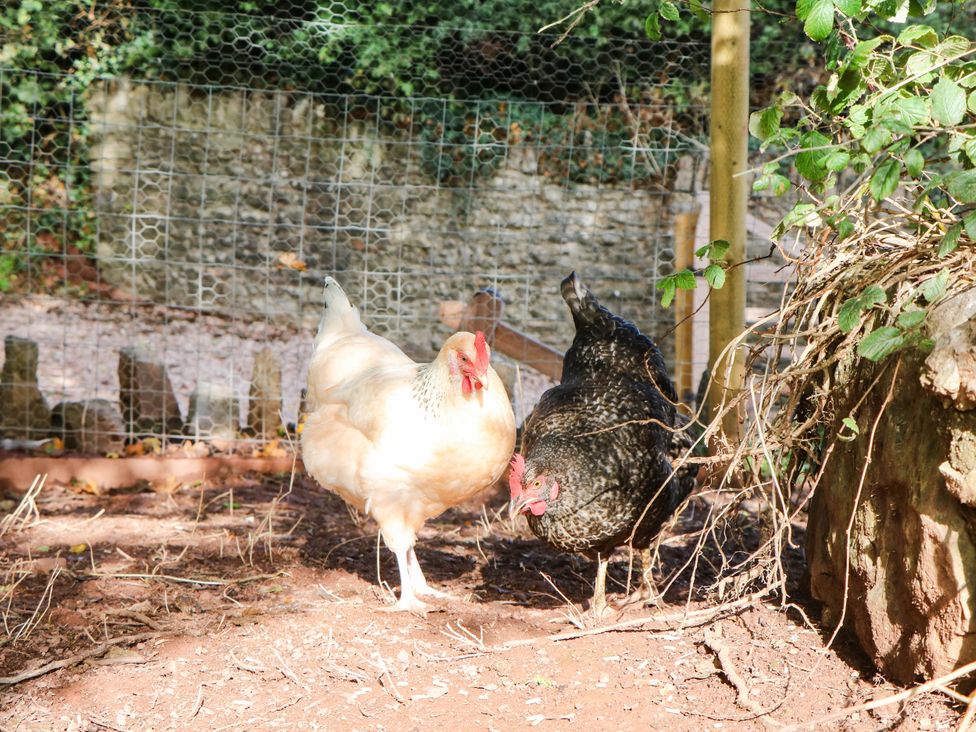 Two chickens in a fenced area at Higher Weekaborough Farm near Ipplepen