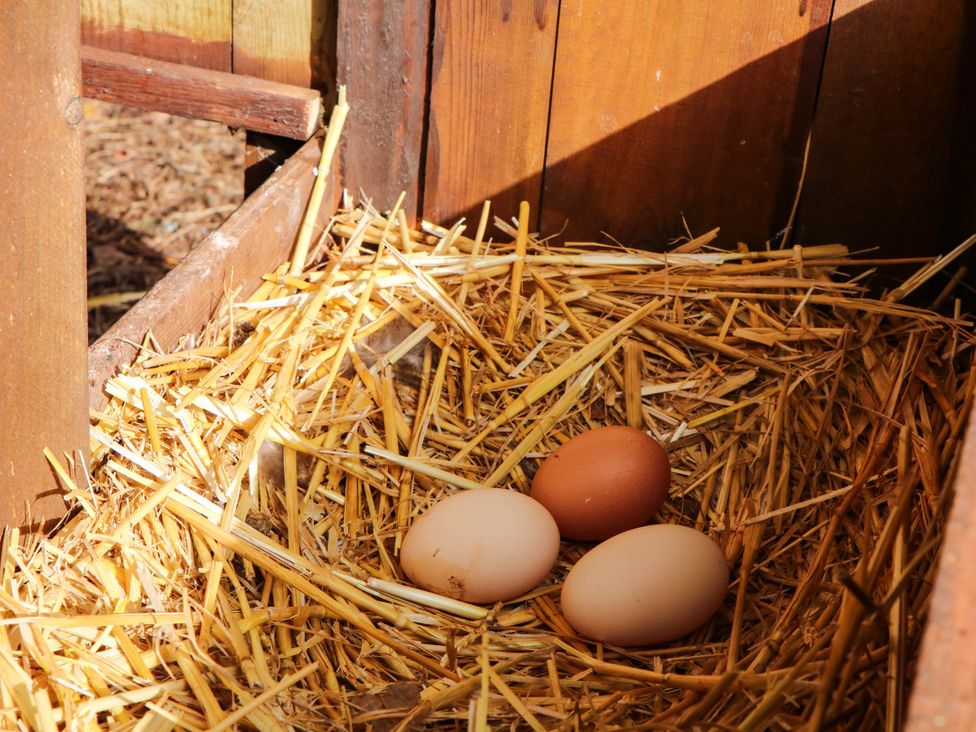A nesting area with eggs and straw at Higher Weekaborough Farm near Ipplepen