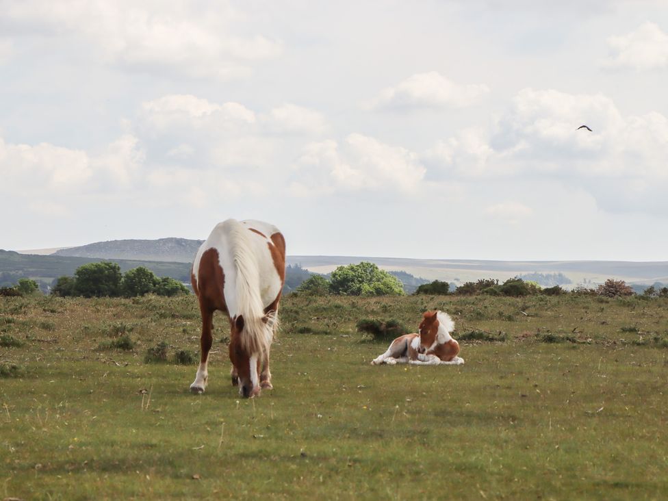 Dellcote - Devon - 1172087 - thumbnail photo 47