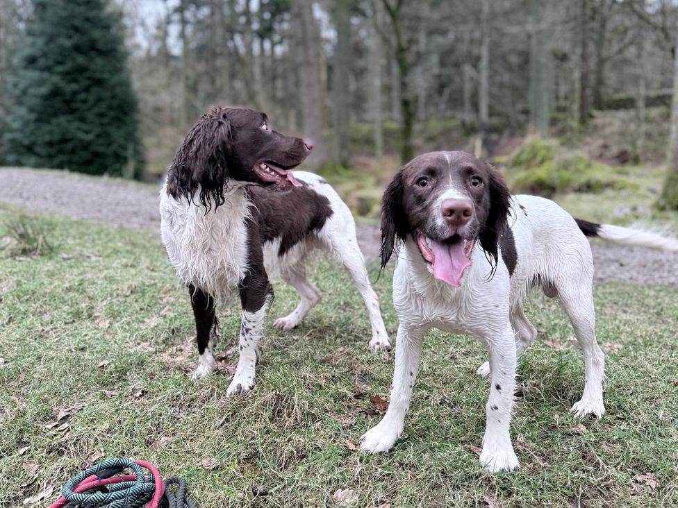 Two dogs standing on grass in a wooded area at Dakota near Boot