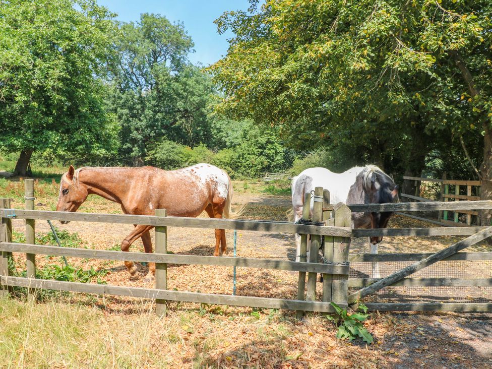 Two horses near a wooden fence in an outdoor area at Bardon Hill Manor Coalville