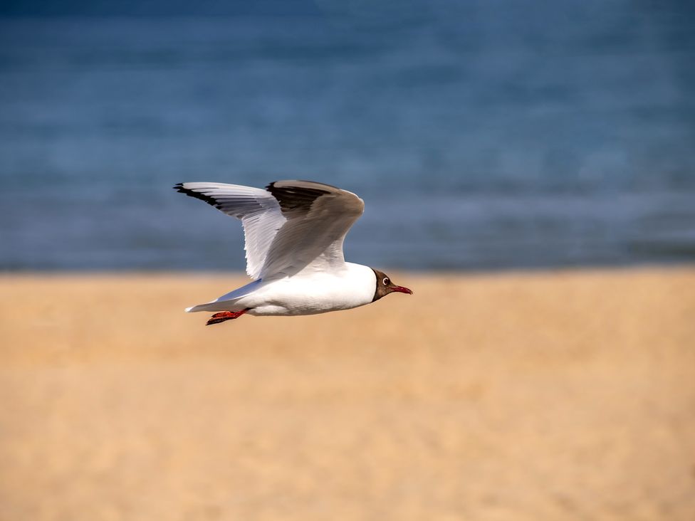 A seagull flying above the beach with ocean in the background at Seaheaven 