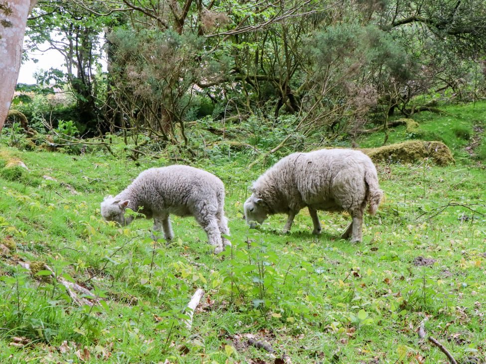 Two sheep grazing in a grassy area surrounded by trees at 2 New Mill Cottages in North Bovey