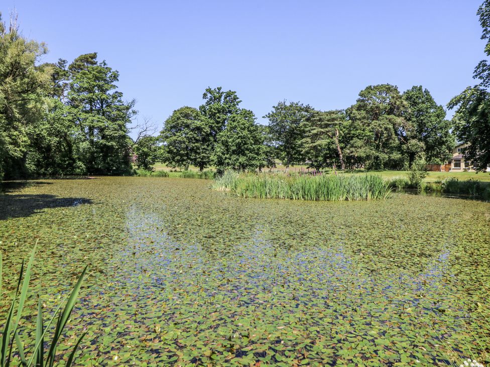 A pond with lilypads and trees at Glanrannell Park House in Llanwrda