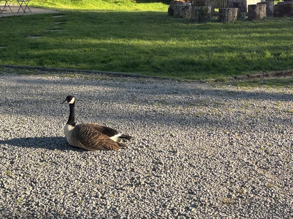 A goose resting on gravel in an outdoor area at Glanrannell Park House Crugybar near Brechfa