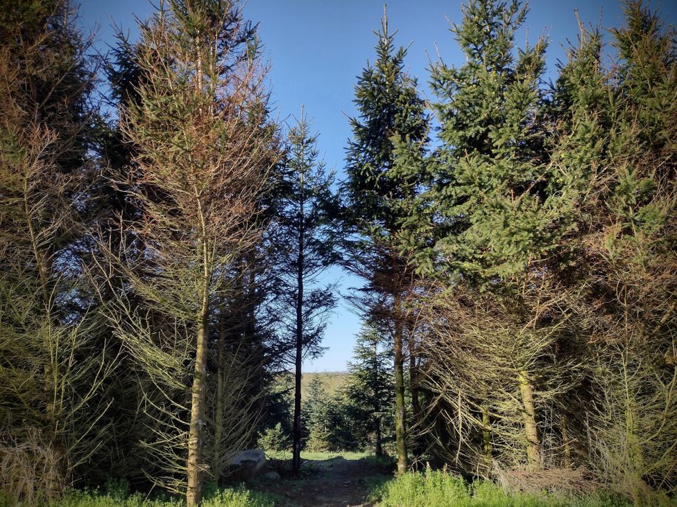 Fir Tree Shepherd's Hut - Mid Wales - 1172480 - thumbnail photo 19