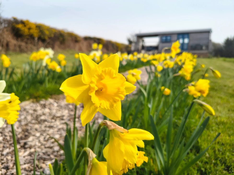 A blooming daffodil garden with a cabin in the background at Fir Tree Shepherd's Hut in Llanon