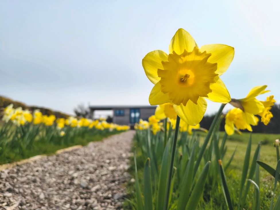 A path lined with daffodils leading to a house at Fir Tree Shepherd's Hut in Llanon