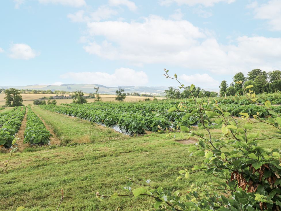 A field with crops and trees at Top Cottage, Cupar, Fife