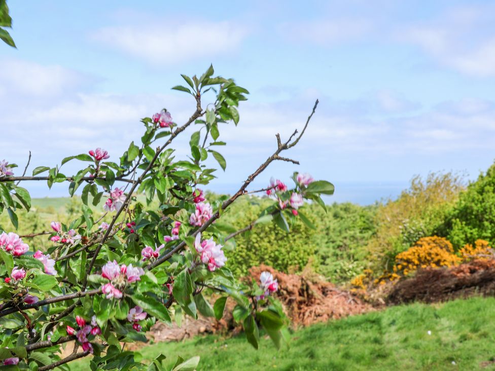 A branch with pink blossoms in front of green trees and grass with a blue sky at Wayside Farm Stable Cottage in Cloughton near Burniston