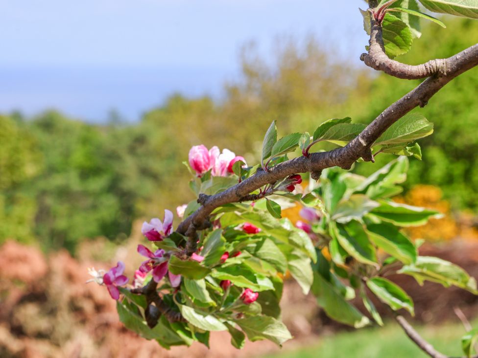 A close up of a tree branch with pink flowers and green leaves with a blurred background of trees and sky at Wayside Farm Stable Cottage Cloughton near Burniston