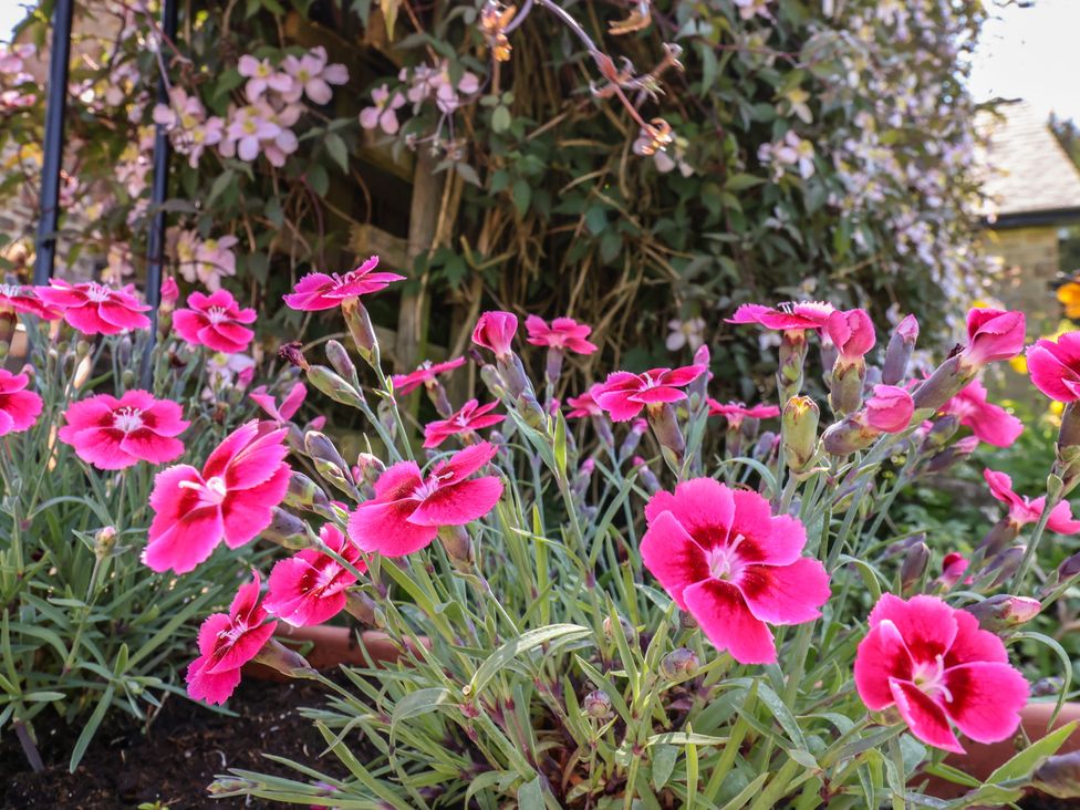 A garden with pink flowers in front of foliage at Wayside Farm Cart Cottage Cloughton near Burniston
