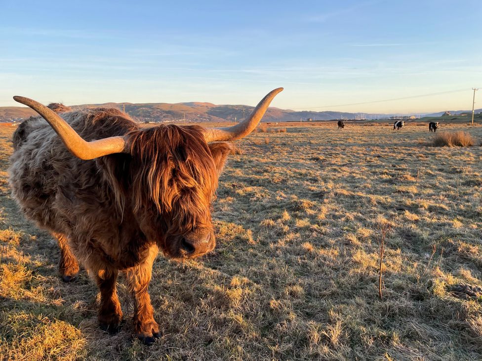 A highland cow in a field with cattle in the background at Twyn Isaf Borth