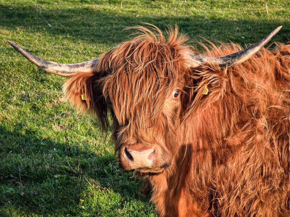 A Highland cow standing in a grassy field at Twyn Isaf Borth