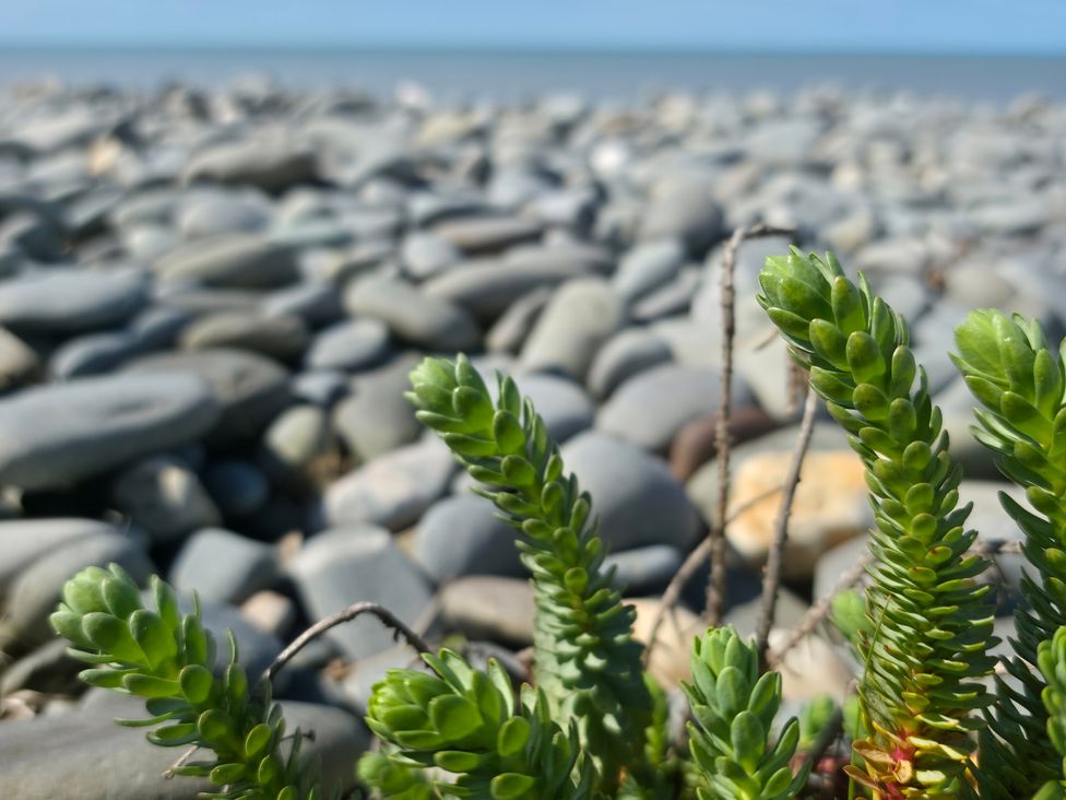 A succulent plant in focus with pebbles and the sea in the background at Twyn Isaf Borth