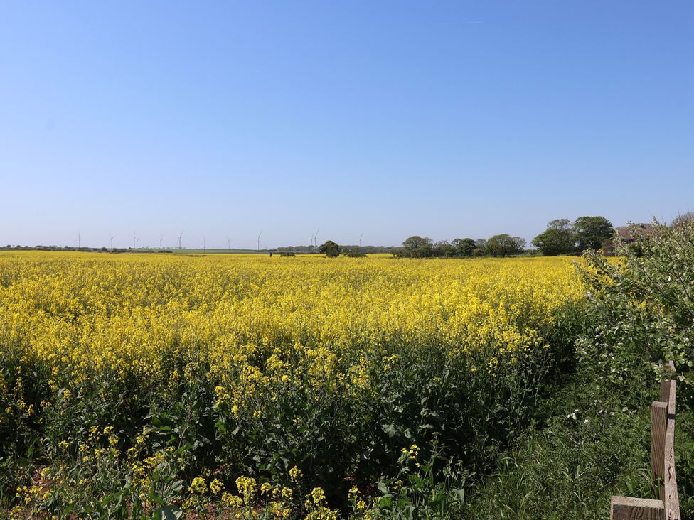 A field of yellow flowers and wind turbines at The Old Vicarage Annex Hornsea