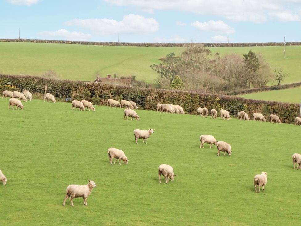 A field with sheep grazing at Westacombe Farm in Dunsford