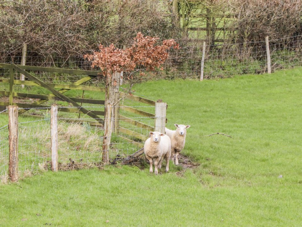 Two sheep near a fence and tree at Westacombe Farm in Dunsford