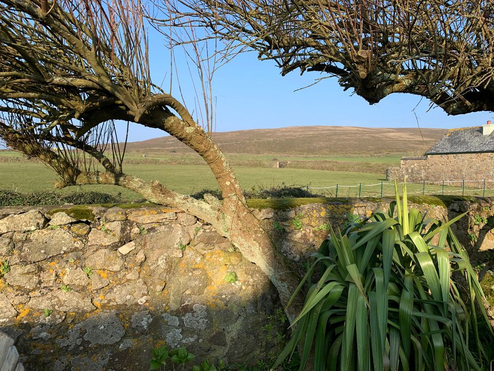 A view of a tree and stone wall with grass and a house at Stargazy Skies in Beacon Drive near St Agnes