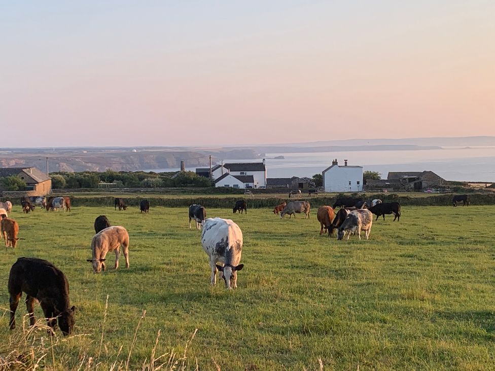 A field with cows grazing and houses overlooking the sea at Stargazy Skies, Beacon Drive near St Agnes
