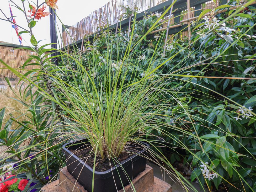 A potted plant with long leaves in a garden at Seaglass in Flamborough