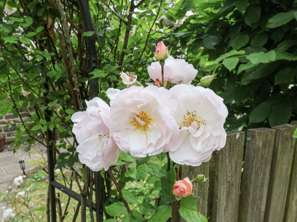 A cluster of pink roses with green leaves in a garden at Whinstone Cottage in Esk Valley near Grosmont