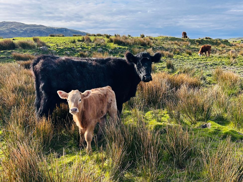A cow and calf standing in a grassy field with mountains in the background at Bathach Beag Balvicar, Isle Of Seil